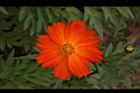 黃波斯菊-花21.JPG