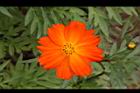 黃波斯菊-花23.JPG