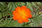 黃波斯菊-花24.JPG