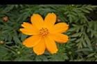 黃波斯菊-花26.JPG