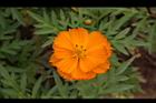 黃波斯菊-花28.JPG
