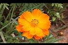 黃波斯菊-花30.JPG