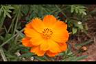 黃波斯菊-花31.JPG