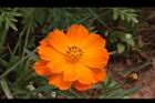 黃波斯菊-花32.JPG