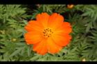 黃波斯菊-花34.JPG