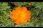黃波斯菊-花35.JPG