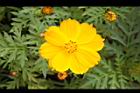 黃波斯菊-花36.JPG