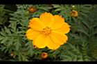 黃波斯菊-花38.JPG