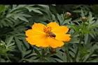 黃波斯菊-花39.JPG