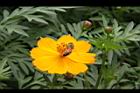 黃波斯菊-花40.JPG