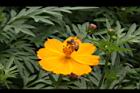 黃波斯菊-花44.JPG