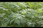 黃波斯菊-葉02.JPG