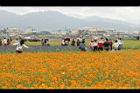 黃波斯菊.jpg