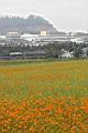 黃波斯菊01.jpg