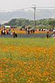 黃波斯菊08.jpg
