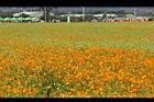 黃波斯菊20.jpg