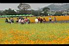 黃波斯菊33.jpg