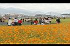 黃波斯菊34.jpg