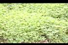黃波斯菊40.JPG