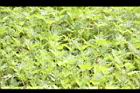 黃波斯菊42.JPG
