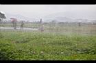 黃波斯菊44.JPG