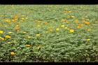 黃波斯菊50.JPG