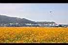 黃波斯菊61.JPG