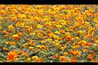 黃波斯菊65.JPG