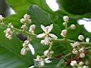 黃皮果-花04.jpg