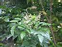 黃皮果-花序00.JPG