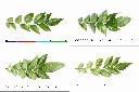 黃皮果-葉1.jpg