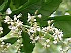黃皮果-花00.jpg