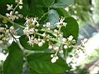 黃皮果-花01.JPG