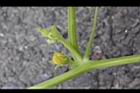 黃皮棗瓜-花苞7.jpg