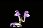 黃芩-花03.JPG