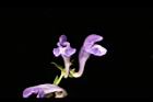 黃芩-花04.JPG