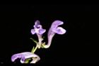 黃芩-花05.JPG