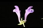 黃芩-花10.JPG
