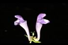 黃芩-花13.JPG