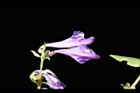 黃芩-花14.JPG