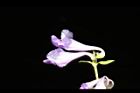 黃芩-花16.JPG