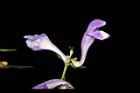 黃芩-花17.JPG