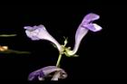 黃芩-花18.JPG