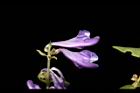 黃芩-花19.JPG
