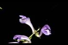 黃芩-花20.JPG