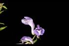 黃芩-花21.JPG