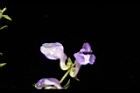 黃芩-花22.JPG