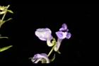 黃芩-花23.JPG