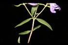 黃芩-葉正00.JPG