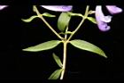 黃芩-葉背04.JPG